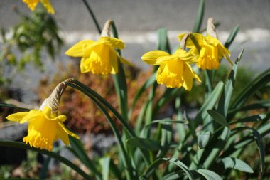 Baharda bahçede sarı Narcissus. Narcissus (nergis), Amaryllidaceae familyasına ait bir bitki cinsidir. Berlin, Almanya 