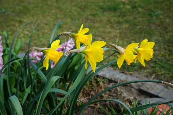 Narcissen Hollandse Meester Omringd Door Hyacinten Tuin Het Voorjaar Narcissus — Stockfoto
