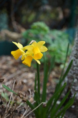 Baharda bahçede sarı Narcissus. Narcissus (nergis), Amaryllidaceae familyasına ait bir bitki cinsidir. Berlin, Almanya 