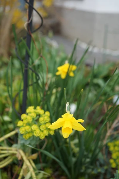Gele Narcissen Omringd Door Euphorbia Myrsinites Tuin Het Voorjaar Narcissus — Stockfoto
