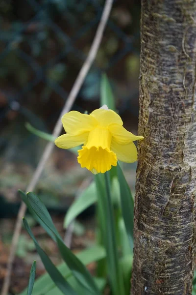 Жовтий Нарцис Саду Весною Narcissus Daffodil Або Jonquil Рід Переважно — стокове фото