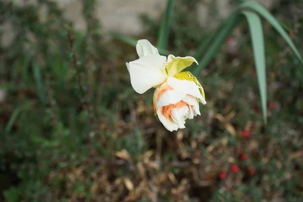 Baharda Bahçede Çifte Narcissus Delnashaugh Narcissus Nergis Amaryllidaceae Familyasına Ait — Stok fotoğraf
