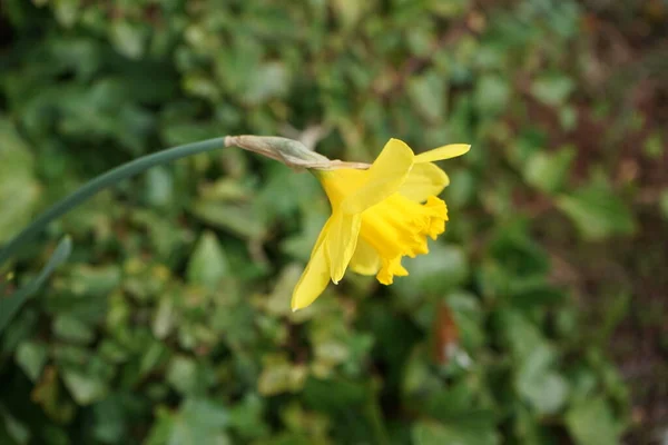 Gul Narcissus Trädgården Våren Narcissus Påsklilja Eller Jonquil Ett Släkte — Stockfoto