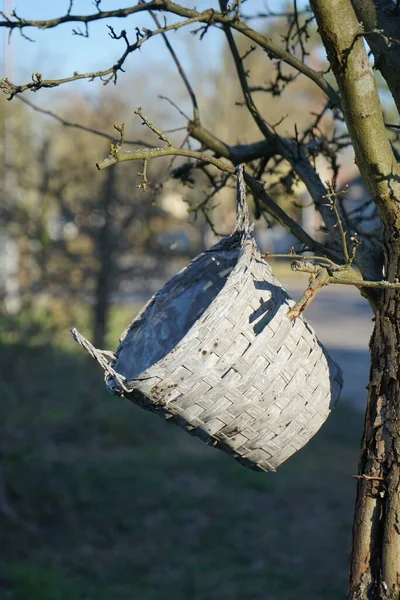 一个空的花篮挂在一棵树上 德国柏林 — 图库照片