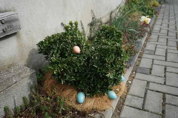 花园中的复活节装饰 一只小鸡坐在有蛋的鸟巢上 一种短小的布克斯灌木 形状像鸡 德国柏林 — 图库照片