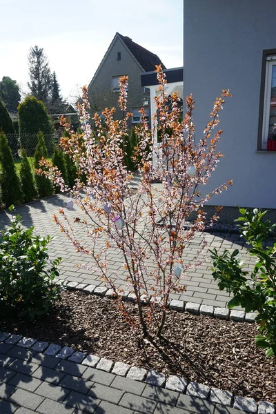 stock image The bush is decorated with Easter eggs in spring. Berlin, Germany 