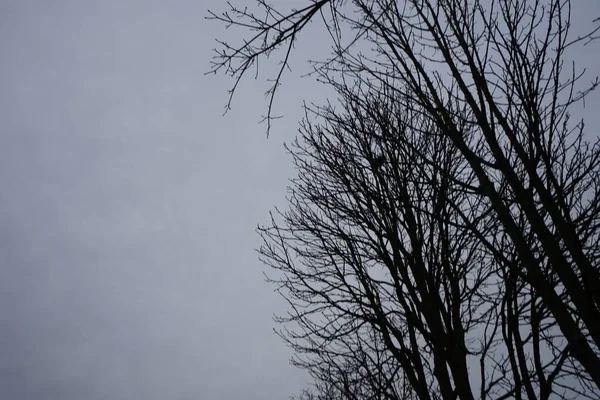 2月の灰色の冬の空に対する木の枝 ドイツ ベルリン — ストック写真