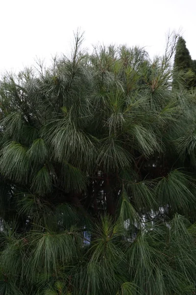 Pinus Wallichiana Februari Pinus Wallichiana Blauwe Dennenboom Himalaya Dennen Himalaya — Stockfoto