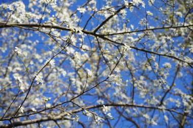Mart ayında çiçek açan erik cerasifera ağacı. Prunus cerasifera, kiraz eriği ve mirobalan eriği olarak bilinen bir erik türüdür. Berlin, Almanya