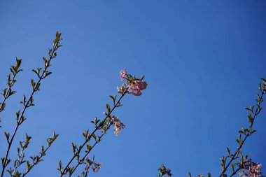 Nisanda çiçek açan Viburnum farreri. Viburnum farreri, syn. V. fragrans, Adoxaceae familyasından bir bitki türüdür. Berlin, Almanya