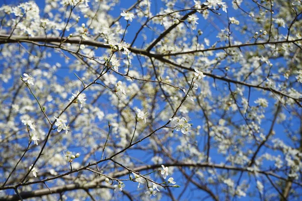 Floração Prunus Cerasifera Árvore Março Prunus Cerasifera Uma Espécie Planta — Fotografia de Stock