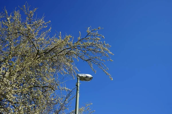 Straßenlaterne Auf Dem Hintergrund Der Blühenden Prunus Spinosa Frühling Prunus — Stockfoto