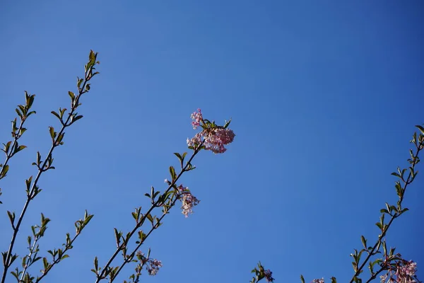 Virágzó Viburnum Farreri Áprilisban Viburnum Farreri Syn Illatanyag Korábban Caprifoliaceae — Stock Fotó