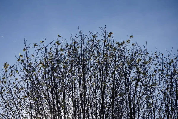 Bloeiend Met Witte Bloemen Magnolia Kobus April Verspreiding Leefgebied Deze — Stockfoto