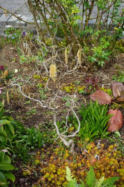Baharda bahçede çiçek açan Corylus avellana 