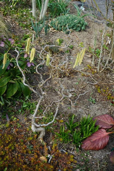 春に庭でCorylus Avellana Contorta を咲かせます コリルス アベラナ Corylus Avellana 白樺科の開花植物の一種である ドイツ — ストック写真