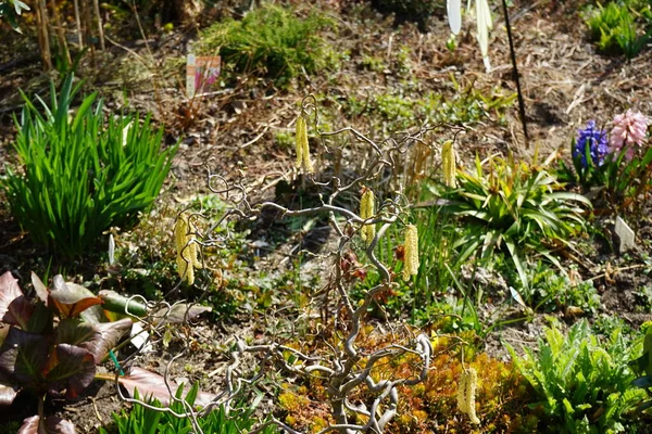 Baharda Bahçede Çiçek Açan Corylus Avellana Contorta Corylus Avellana Huş — Stok fotoğraf
