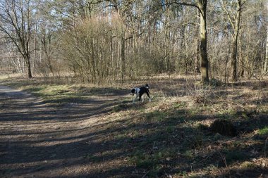 Mart ayında yürüyüşe çıkan bir köpek. Marzahn-Hellersdorf, Berlin, Almanya 