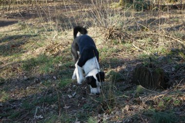 Mart ayında yürüyüşe çıkan bir köpek. Marzahn-Hellersdorf, Berlin, Almanya 