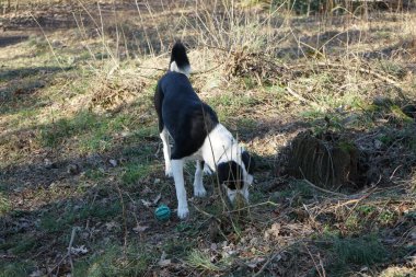 Mart ayında yürüyüşe çıkan bir köpek. Marzahn-Hellersdorf, Berlin, Almanya 