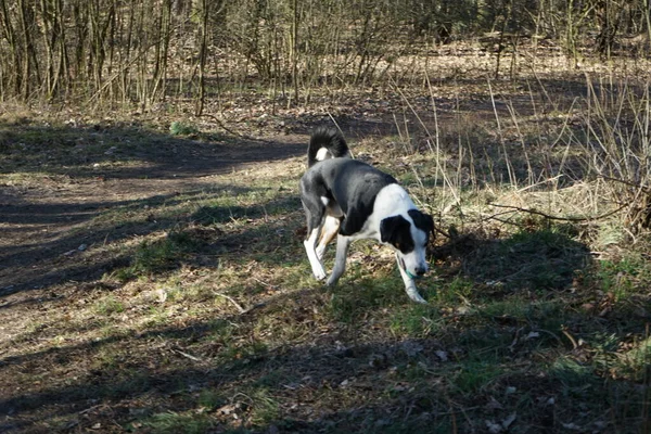 三月去散步的狗 德国柏林Marzahn Hellersdorf — 图库照片