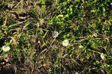 Mart ayında çiçek açan Bellis Perennis. Bellis perennis, Asteraceae familyasından bir papatya türüdür. Berlin, Almanya 