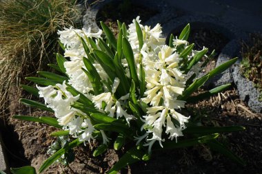 Baharda bahçede beyaz sümbüller. Sümbül (