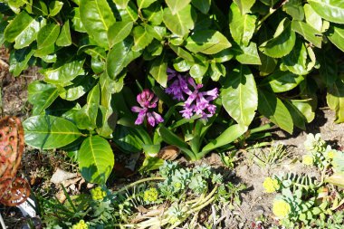 Baharda bahçede açık mor sümbüller. Sümbül (