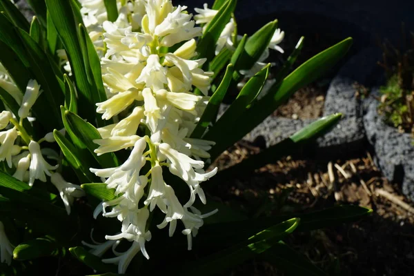 Les Jacinthes Blanches Dans Jardin Printemps Hyacinthus Est Genre Plantes — Photo