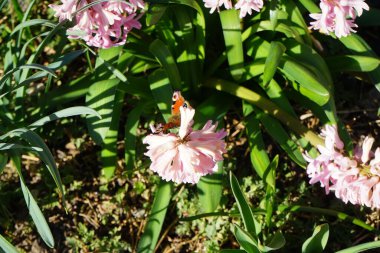 Mart ayında Kelebek Aglais Io pembe sümbül üzerinde. Aglais io, daha çok bilinen adıyla tavus kuşu kelebeği renkli bir kelebektir. Berlin, Almanya