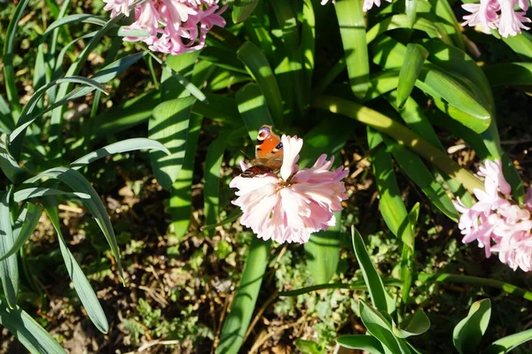 Motyl Aglais Różowym Hiacyncie Marcu Aglais Europejski Paw Bardziej Znany — Zdjęcie stockowe