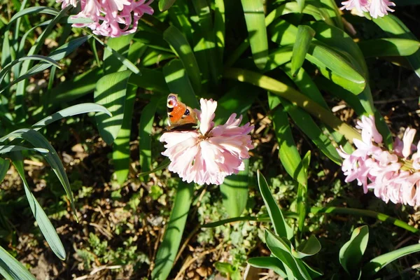蝴蝶Aglais Pink Hyacinth March 阿格拉伊奥 欧洲孔雀 俗称孔雀蝴蝶 是一种五彩斑斓的蝴蝶 德国柏林 — 图库照片