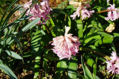 Aglais io kelebek ve Apis mellifera arı Mart ayında pembe sümbül çiçekleri üzerinde. Berlin, Almanya