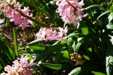 Baharda bahçede pembe sümbüller üzerinde Apis mellifera arısı. Batı bal arısı veya Avrupa bal arısı Apis mellifera, dünya çapında en yaygın bal arısıdır. Berlin, Almanya