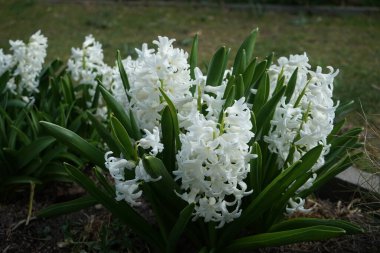 Baharda bahçede beyaz sümbüller. Sümbül (
