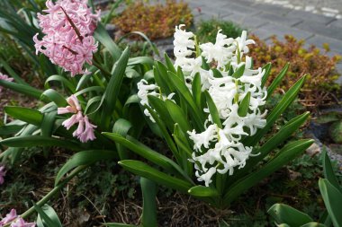 Baharda bahçede çok renkli sümbüller. Sümbül (