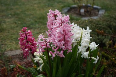 Baharda bahçede çok renkli sümbüller. Sümbül (
