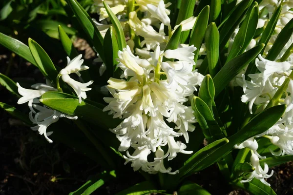 Białe Hiacynty Ogrodzie Wiosną Hiacynt Jest Małym Rodzajem Bulwiastych Kwitnących — Zdjęcie stockowe