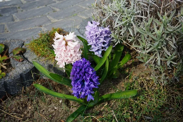 Bunte Hyazinthen Garten Frühling Hyazinthus Ist Eine Kleine Gattung Zwiebelförmiger — Stockfoto