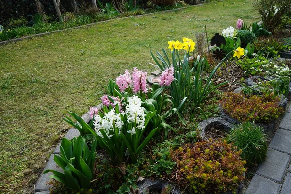 Daffodils Jacintos Jardim Abril Berlim Alemanha — Fotografia de Stock
