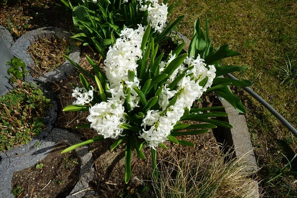 Jacintos Blancos Jardín Primavera Hyacinthus Pequeño Género Plantas Perennes Bulbosas —  Fotos de Stock