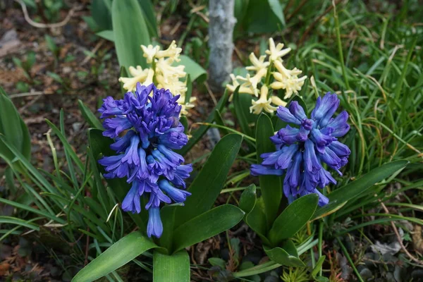 Flerfärgade Hyacinter Trädgården Våren Hyacinthus Ett Litet Släkte Lökar Vårblommande — Stockfoto