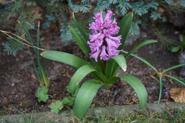 Baharda bahçede açık mor sümbül. Sümbül (