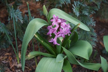Baharda bahçede açık mor sümbül. Sümbül (