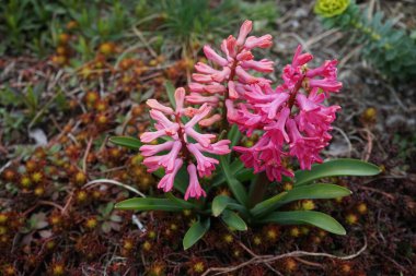 Baharda bahçede pembe sümbüller. Sümbül (