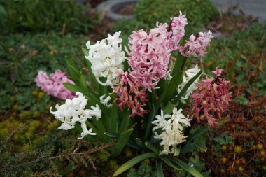 Baharda bahçede çok renkli sümbüller. Sümbül (