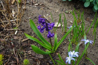 Baharda bahçede mavi Chionodoxa luciliae çiçekleriyle çevrili Hyacinthus orientalis 'in koyu mor çiçekleri. Berlin, Almanya
