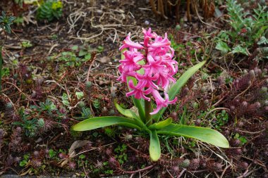 Baharda bahçede pembe sümbül. Sümbül (