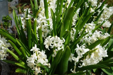 Baharda bahçede beyaz sümbüller. Sümbül (