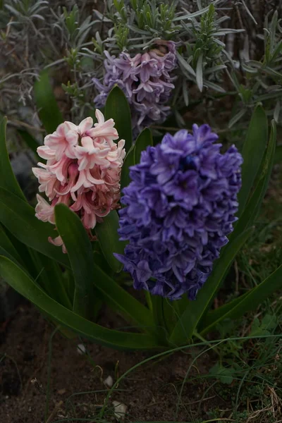 Multi-colored hyacinths in the garden in spring. Hyacinthus is a small genus of bulbous, spring-blooming perennials. They are fragrant flowering plants in the family Asparagaceae, subfamily Scilloideae. Berlin, Germany